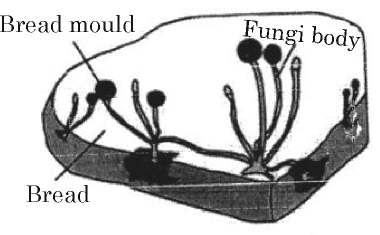 Figure printed with question 1 of the 2026 board paper
